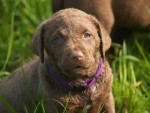 Chessy 6,5 week